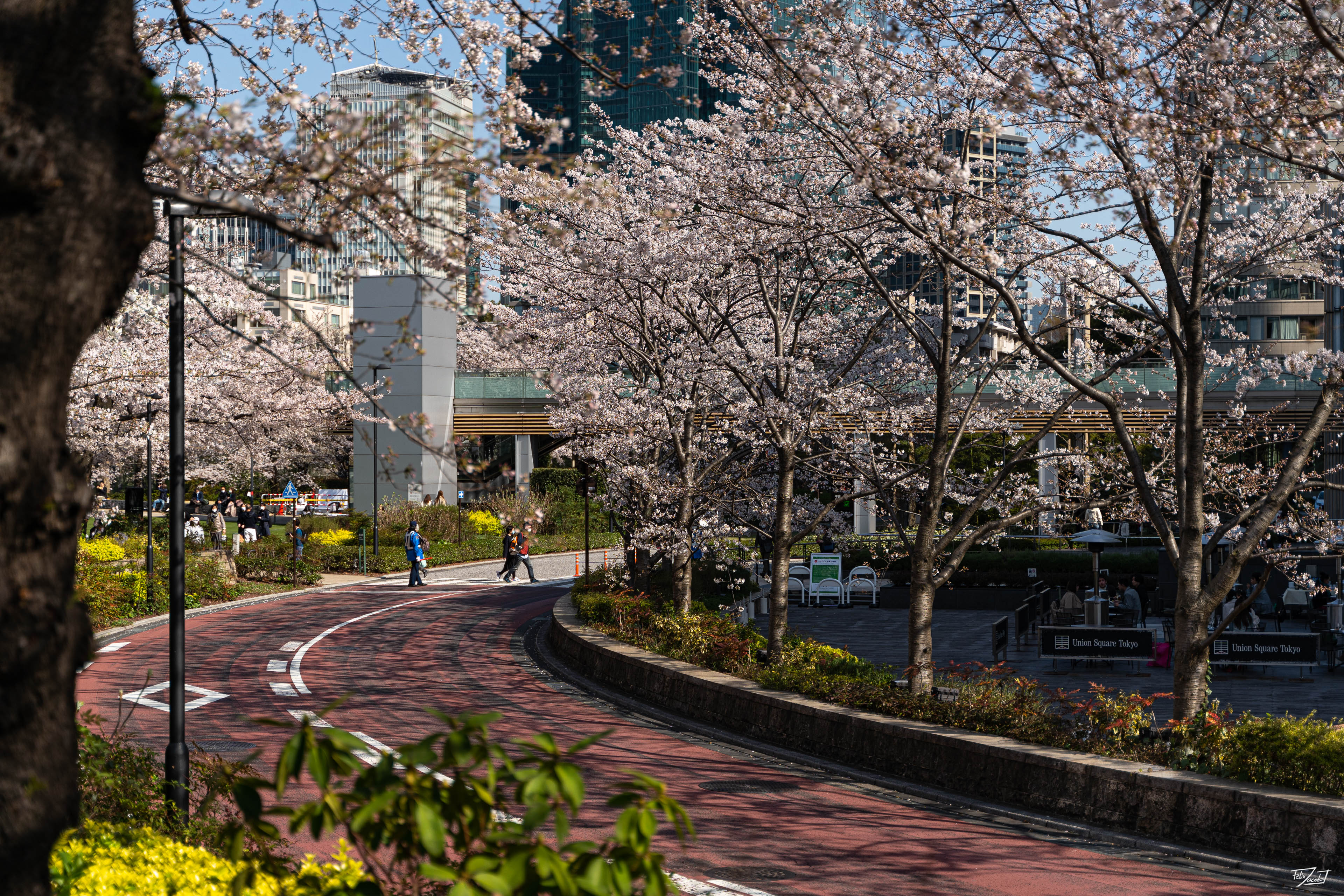 Sakura in Roppongi