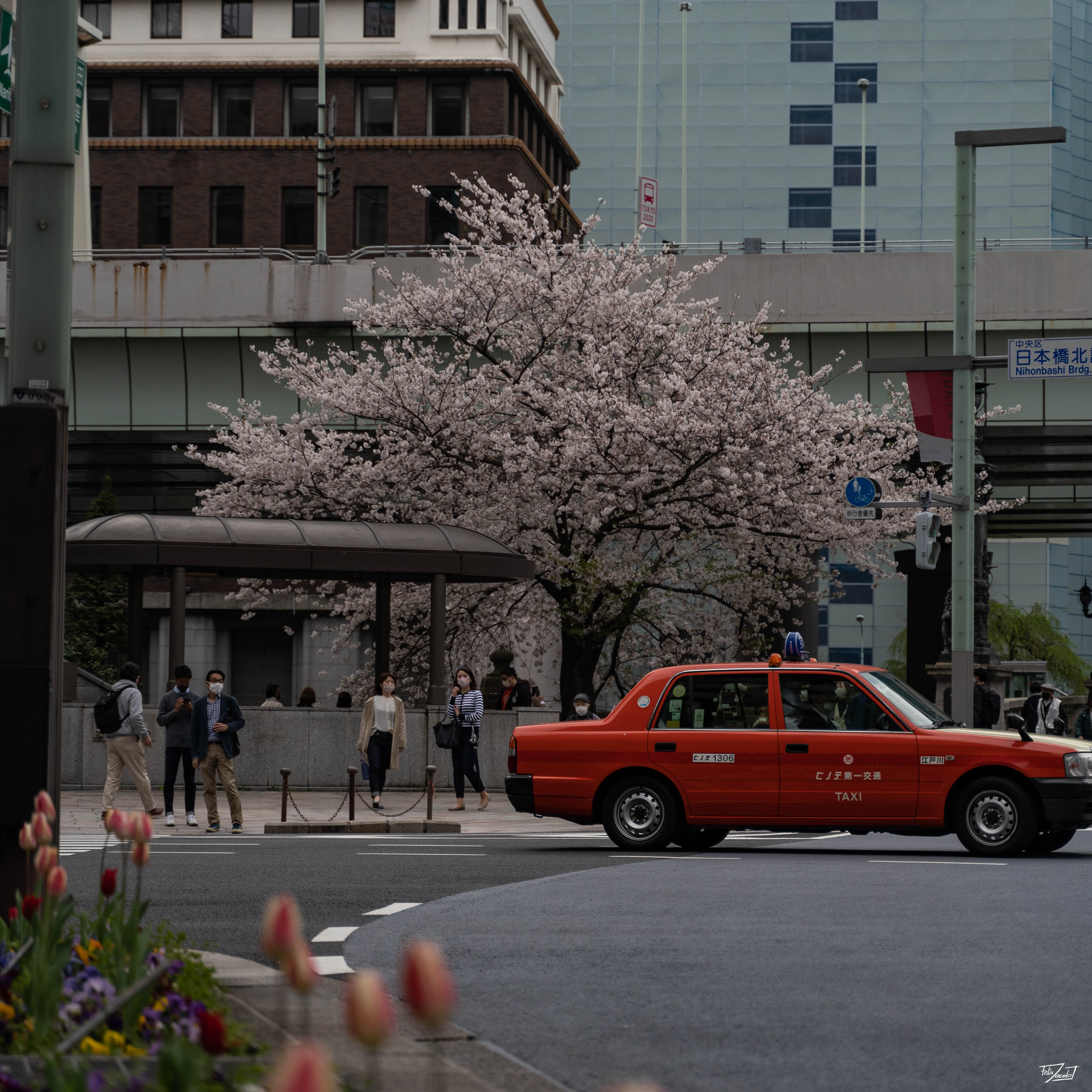 Einsamer Kirschbaum in Nihombashi