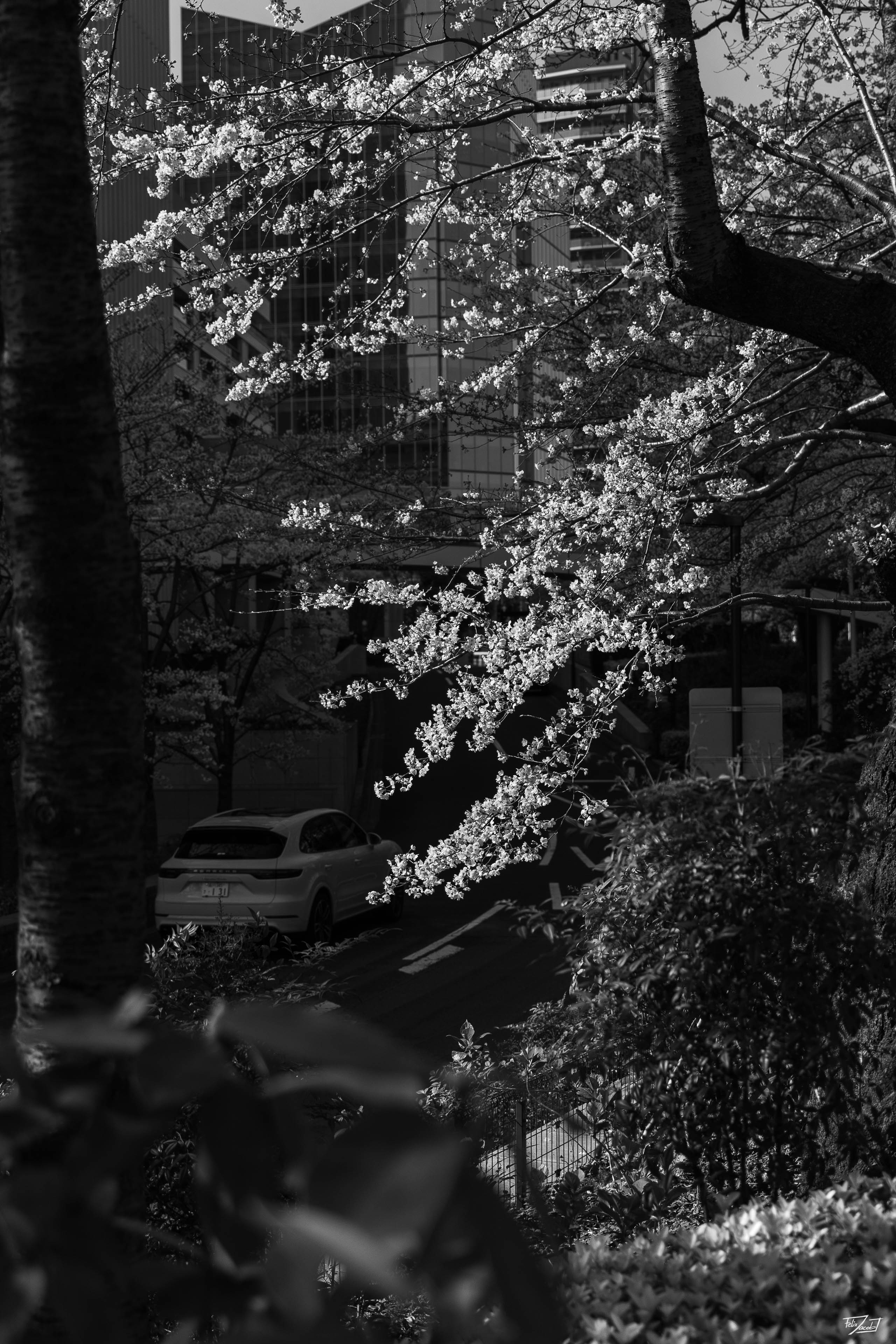 Kirschblüten in der Sonne