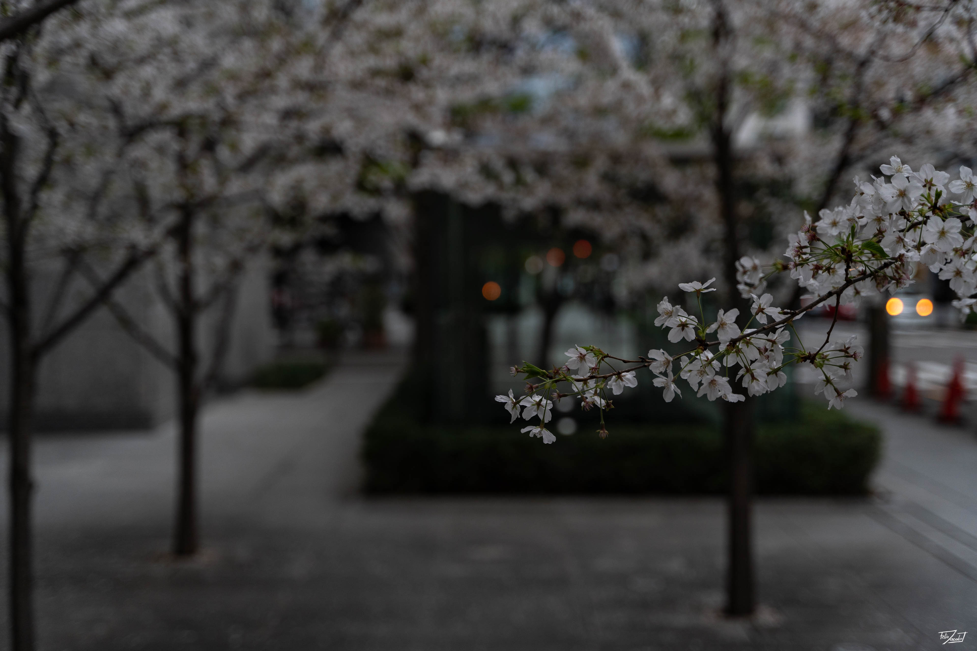 Sakura in Marunouchi