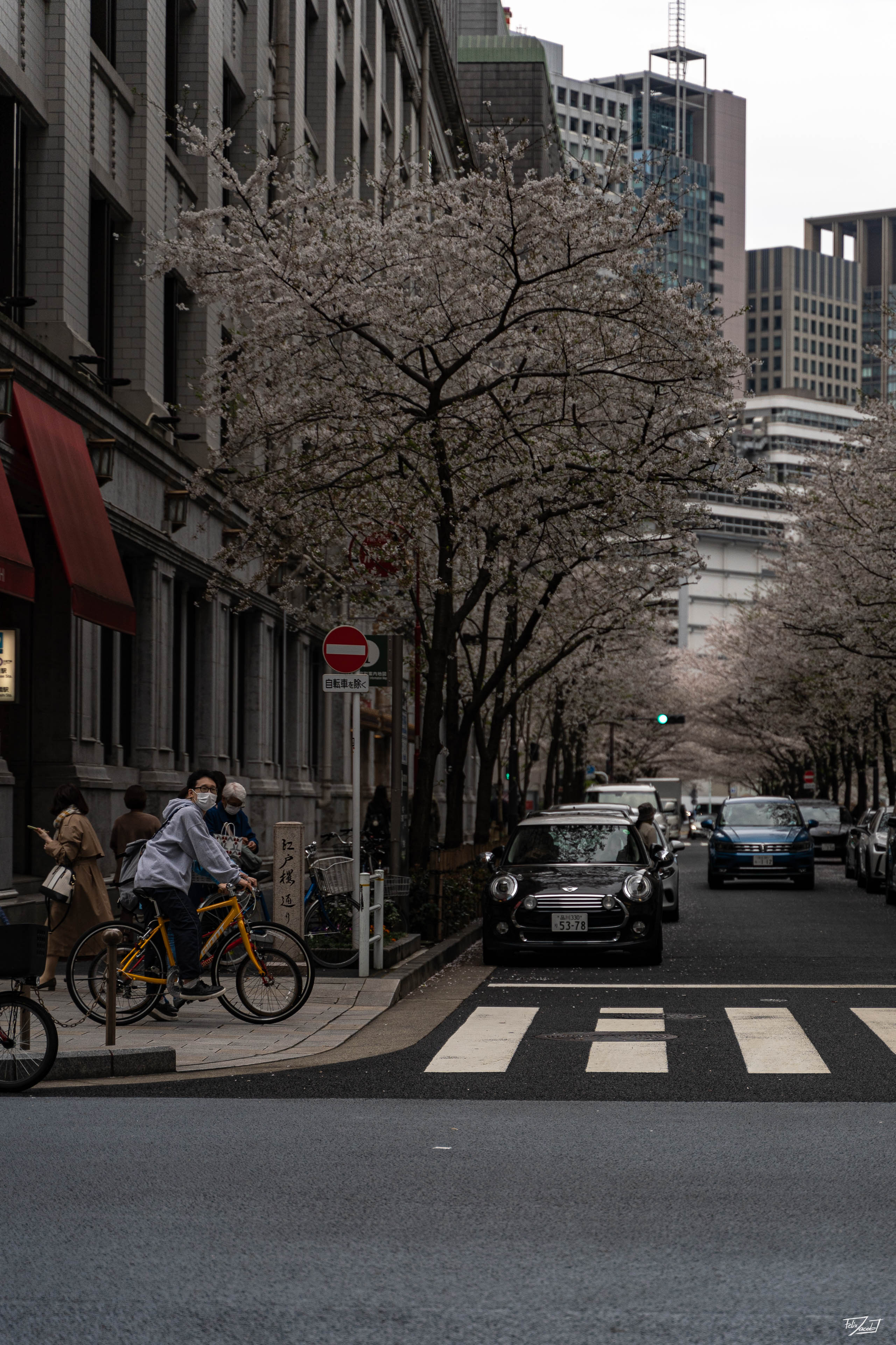 Sakura in Nihombashi