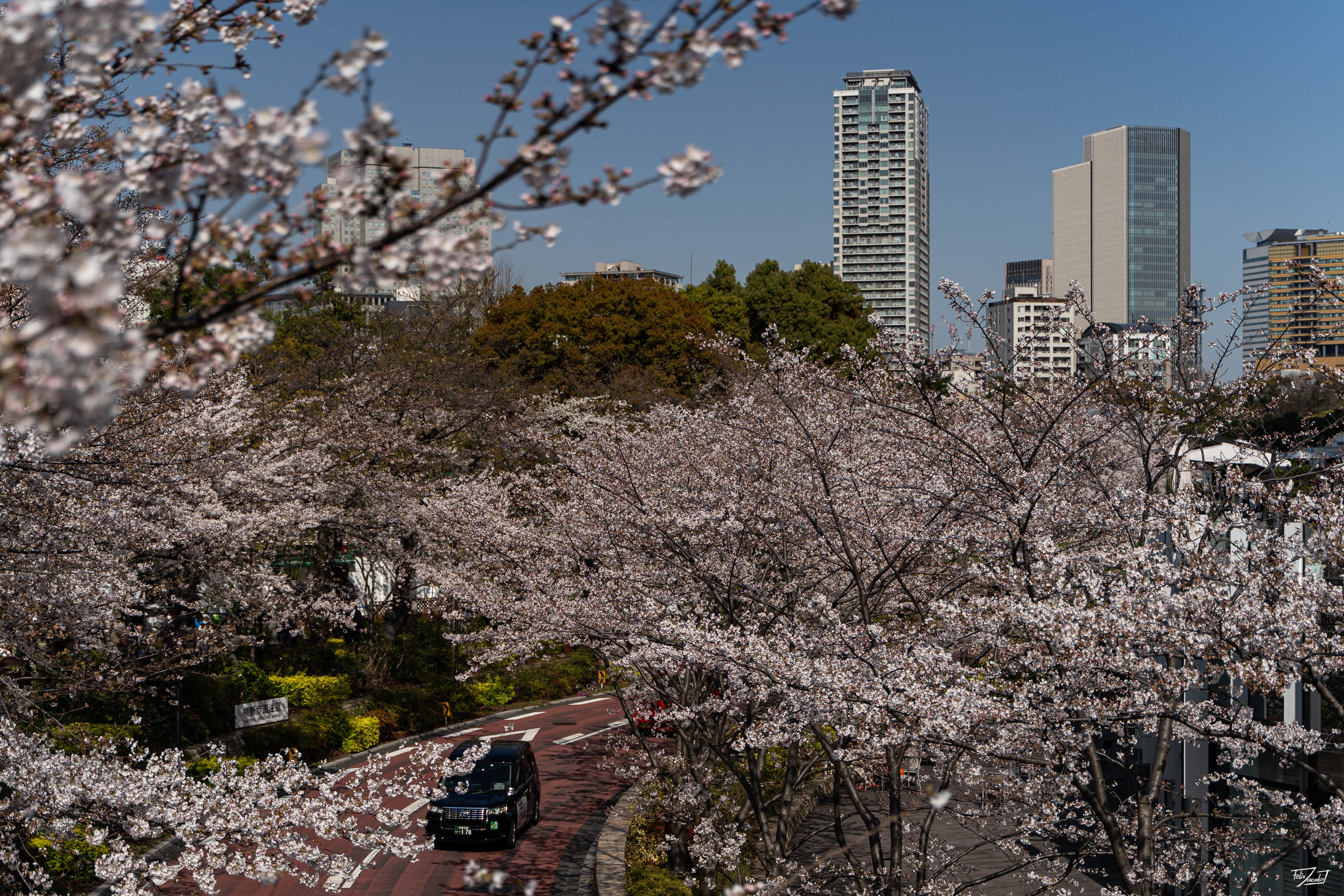 Sakura in Roppongi